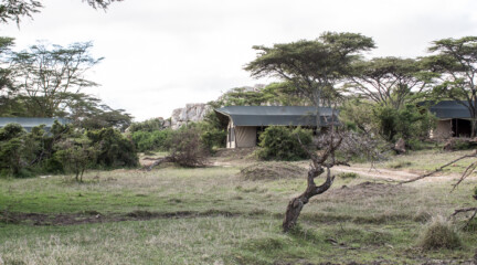 Porini Cheetah Camp, Кения