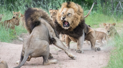 Битва львов