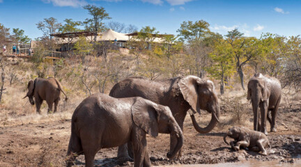 The Elephant Camp, Зимбабве