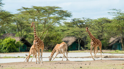 Sweetwaters Tented Camp, Кения
