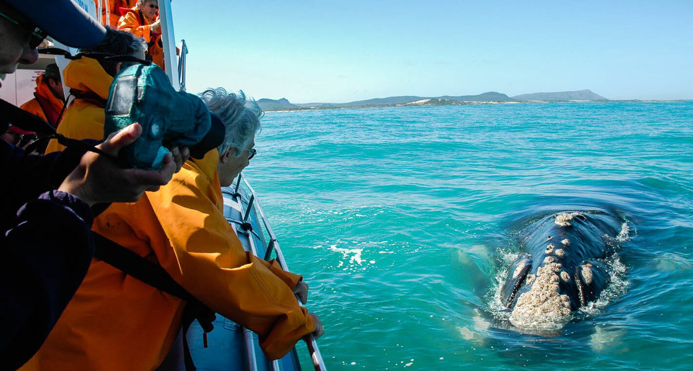 Туры на сезон китов в ЮАР