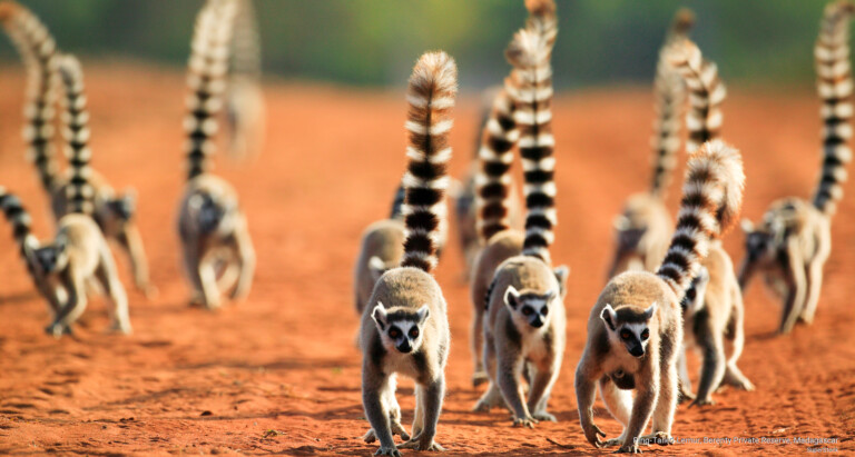 Туры в частные заповедники Мадагаскара, индивидуальные туры на Мадагаскар