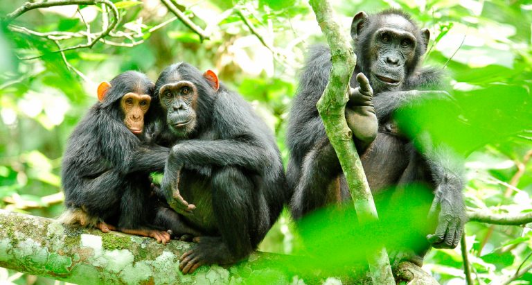 Трекинг к шимпанзе в Уганде